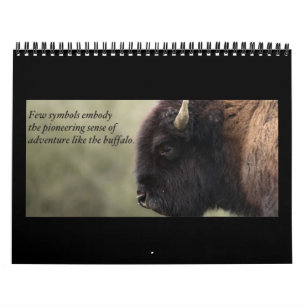 Büffel-Kalender 2013 Kalender