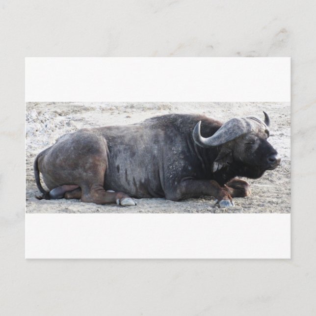 Büffel Postkarte (Vorderseite)