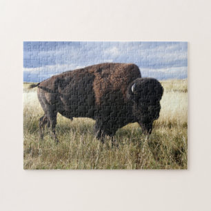 Büffel Stier