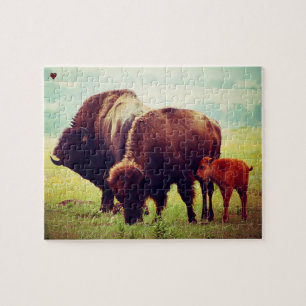 Büffel und Kalb Oklahoma