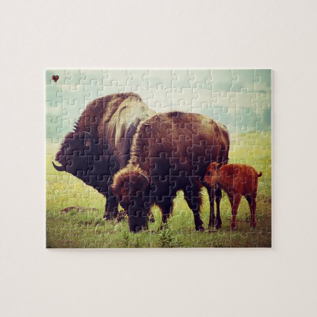 Büffel und Kalb Oklahoma (Horizontal)
