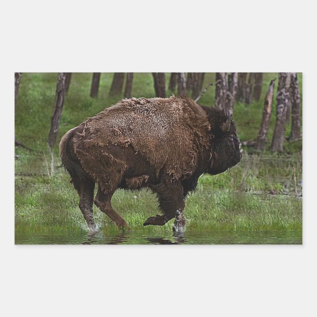 Büffel und Wald, Bison-Liebhaber Design Rechteckiger Aufkleber (Vorderseite)