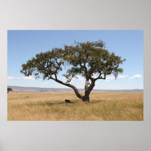 Büffel unter Akazienbaum Poster
