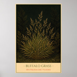 Büffelgras Poster