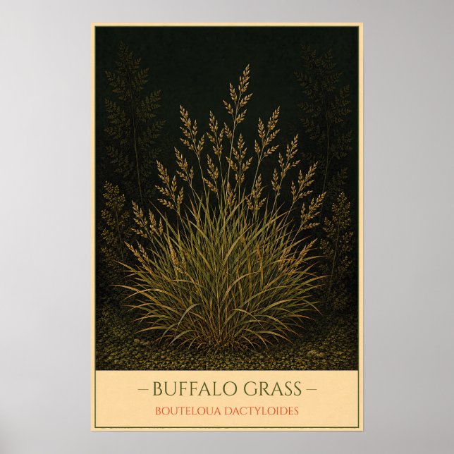 Büffelgras Poster (Vorne)