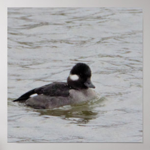 Büffelkopf-Duck-Foto-Poster Poster