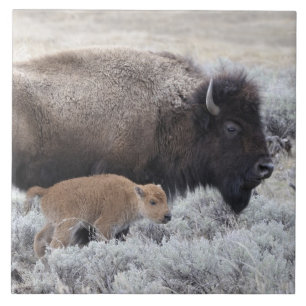 Büffelkuh mit Kalb, Yellowstone Fliese