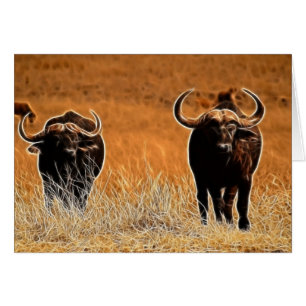 Buffle africain