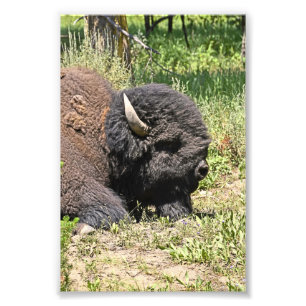 buffle photo 6x4