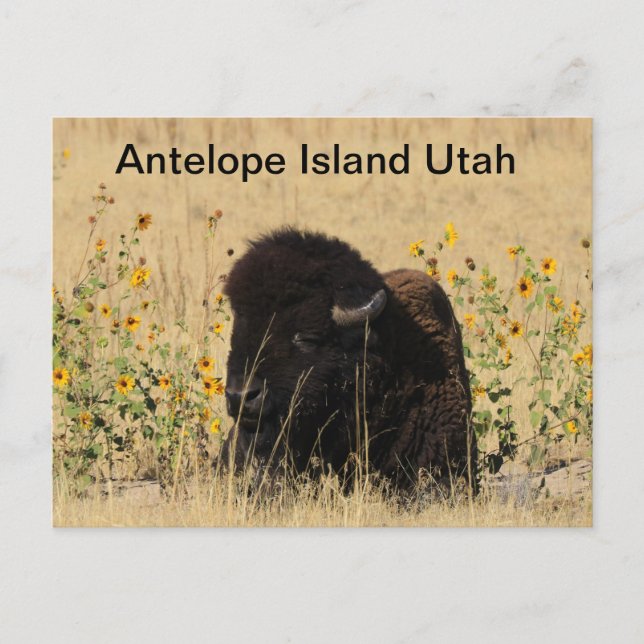 Buffle sur l'île Antelope dans l'Utah Carte postal (Devant)