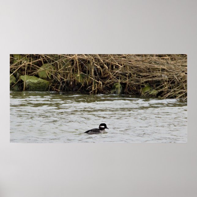 Bufflehead Duck Foto Poster (Vorne)