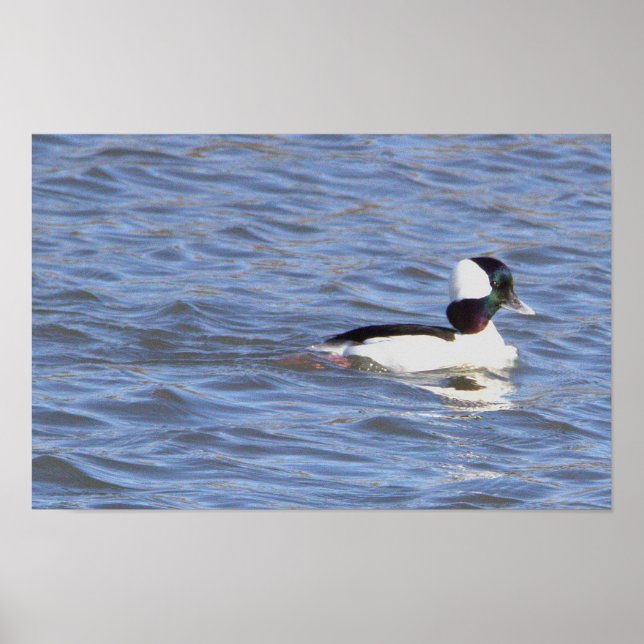 Bufflehead Duck Poster (Vorne)