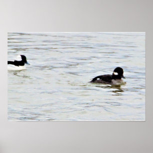 Bufflehead Encks Foto Poster