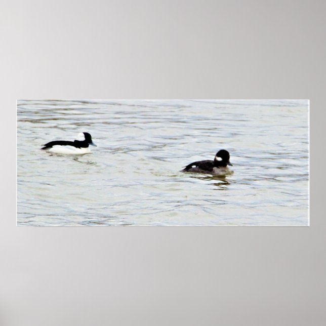 Bufflehead Encks Foto Poster (Vorne)