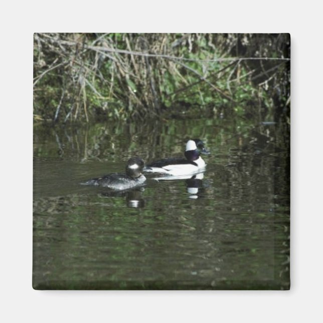 Bufflehead Magnet (Vorne)