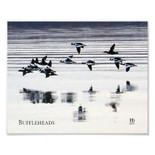 Buffleheadenten auf Higgins See Fotodruck