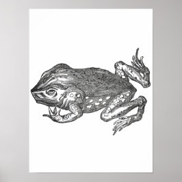 Bufo Rana aka Aga-Kröte Poster