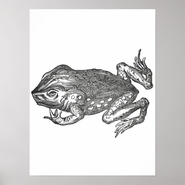 Bufo Rana aka Aga-Kröte Poster (Vorne)