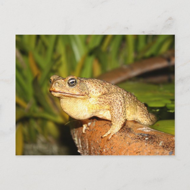 Bufo the Frog Postkarte (Vorderseite)