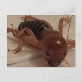 Bug 1 - Erziehungsbrainfart Postkarte