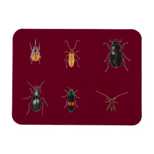 Bug 2011 magnet