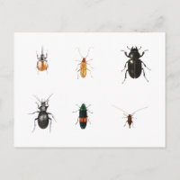Bug 2011