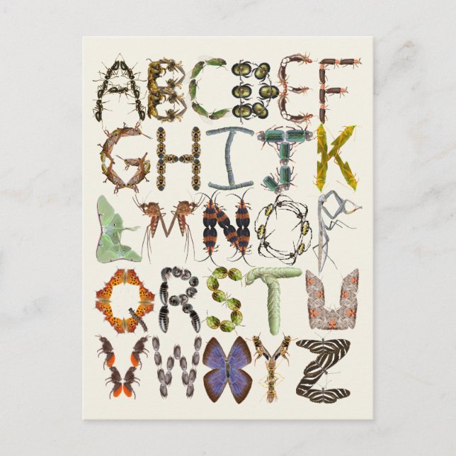 Bug Alphabet - Insektentheater Kinder Kunst Postkarte (Vorderseite)