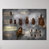 Bug Collector - Die Insektensammlung