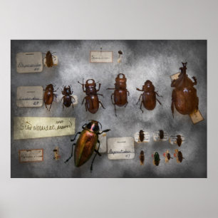 Bug Collector - Die Insektensammlung Poster