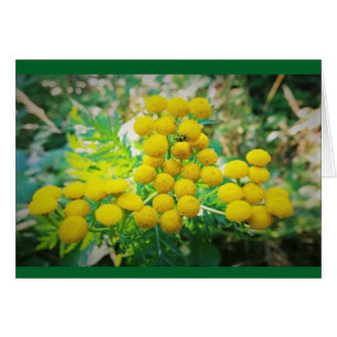 Bug de la Dame Jaune sur les fleurs Tansy