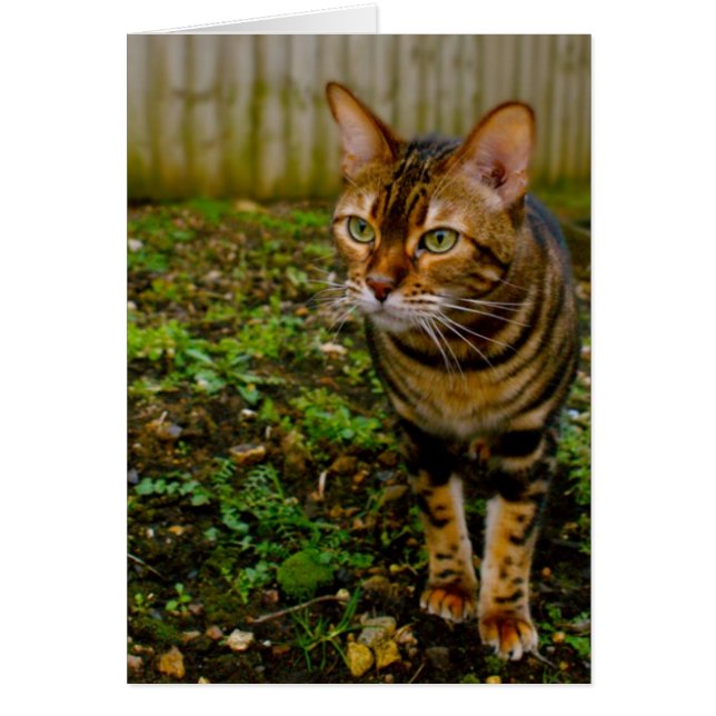 Bug Hunter (Vorne)