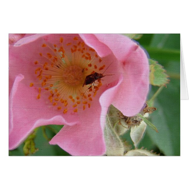 Bug Inside Wildrose (Vorderseite (Horizontal))