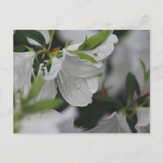 Bug über eine Azalea Postkarte
