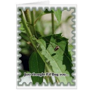 Bug You