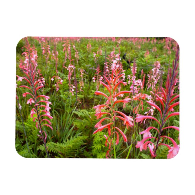 Bugle Lily Flower, Eastern Cape Magnet (Horizontal)