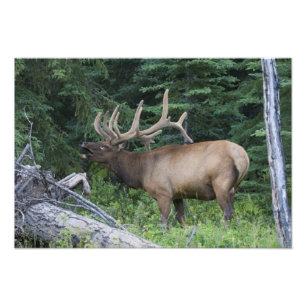 Bugling Elk in Banff National Park, Kanada. Fotodruck