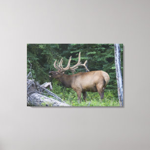 Bugling Elk in Banff National Park, Kanada. Leinwanddruck