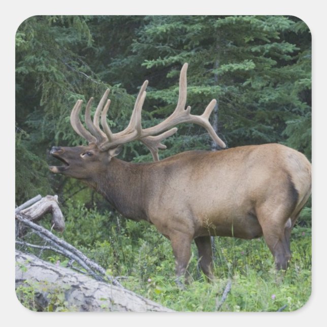 Bugling Elk in Banff National Park, Kanada. Quadratischer Aufkleber (Vorderseite)