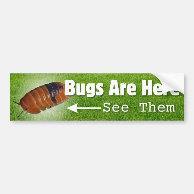 Bugs Are Here...Isopod Edition Bumper Sticker (Devant)