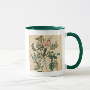 Bühnen des Schmetterlings-Lebens durch Tasse