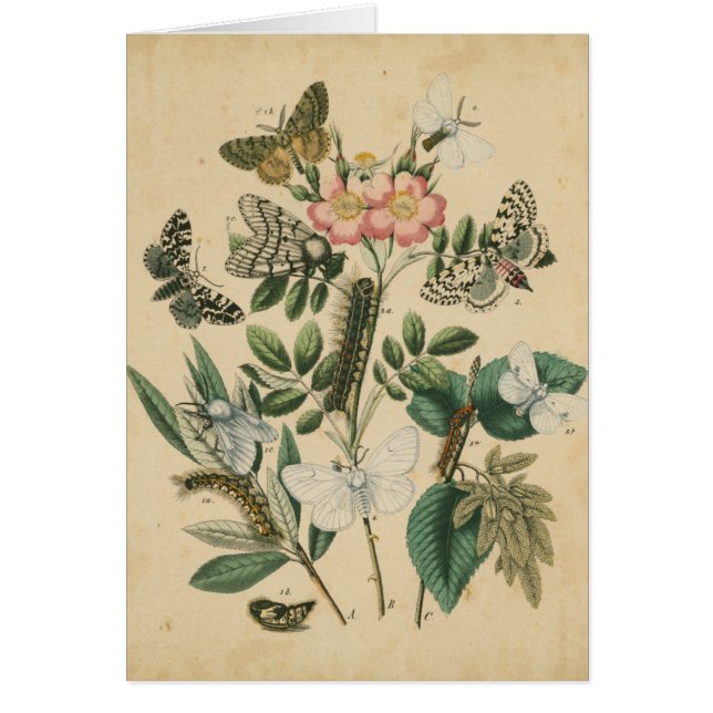 Bühnen des Schmetterlingslebens von Vision Studio (Vorne)