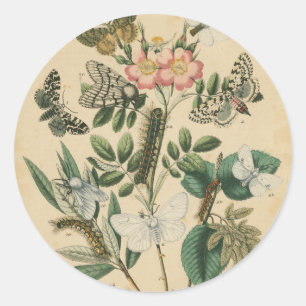 Bühnen des Schmetterlingslebens von Vision Studio Runder Aufkleber