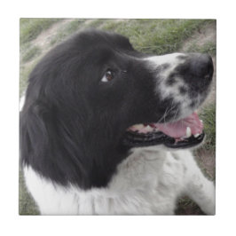 Bulgarischer Schäfer-Hund Sara Fliese