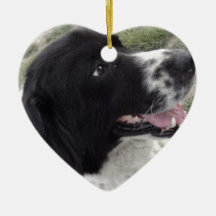 Bulgarischer Schäfer-Hund Sara