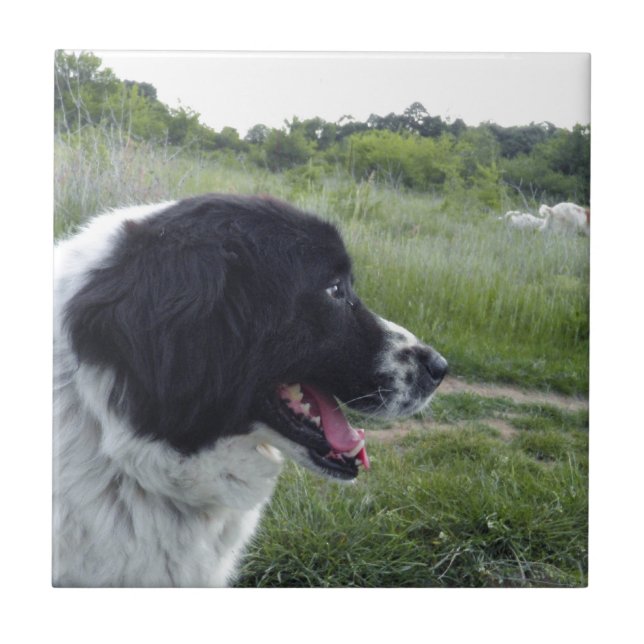 Bulgarischer Schäferhund Fliese (Vorderseite)