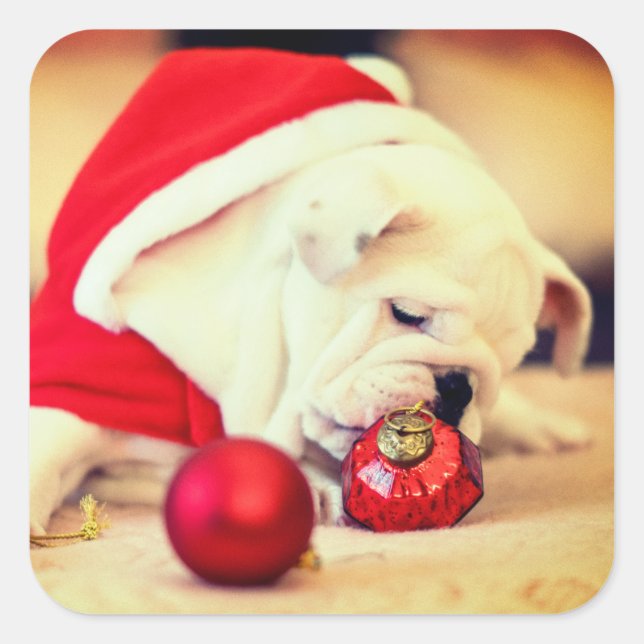 BULHUND MIT Weihnachtsmannmütze Quadratischer Aufkleber (Vorderseite)