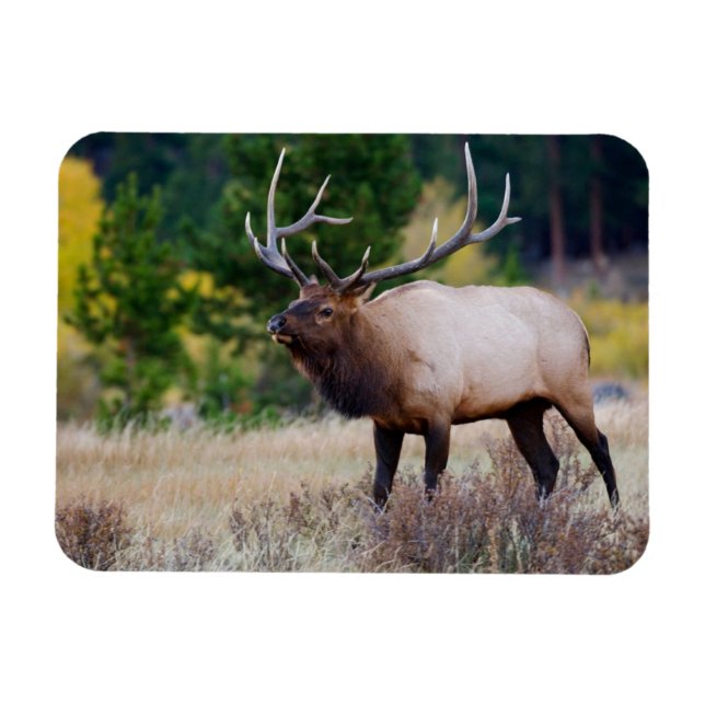 Bull & Aspen Trees | Rocky Mountain Nationalpark Magnet (Horizontal)