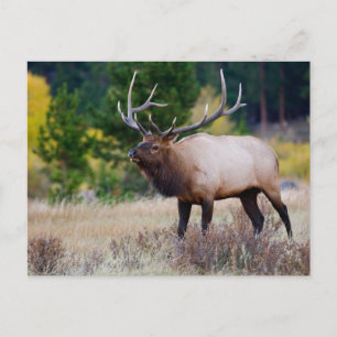 Bull & Aspen Trees   Rocky Mountain Nationalpark Postkarte