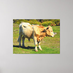Bull auf Madeira Leinwanddruck