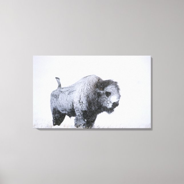 Bull Bison (Bison bison) mit Schnee in einem ragi Leinwanddruck (Vorderseite)